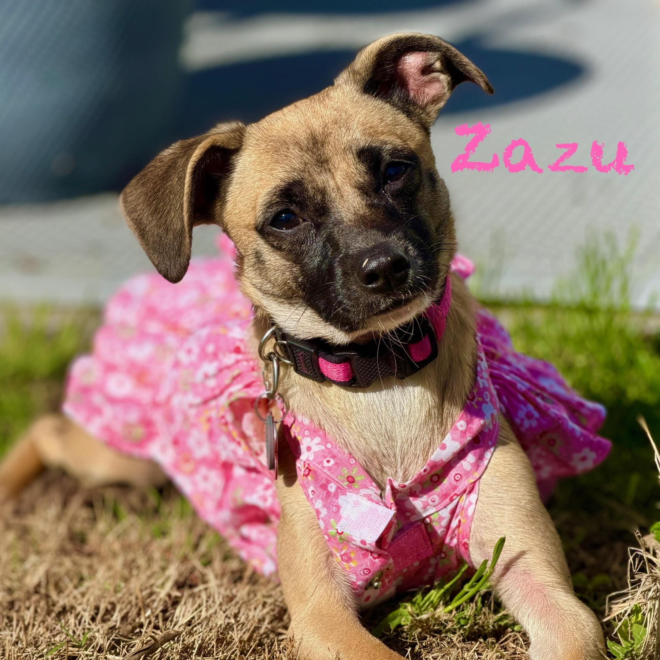 Enlarge Zazu, a Adoptable mixed breed in Albany, NY image 4/4