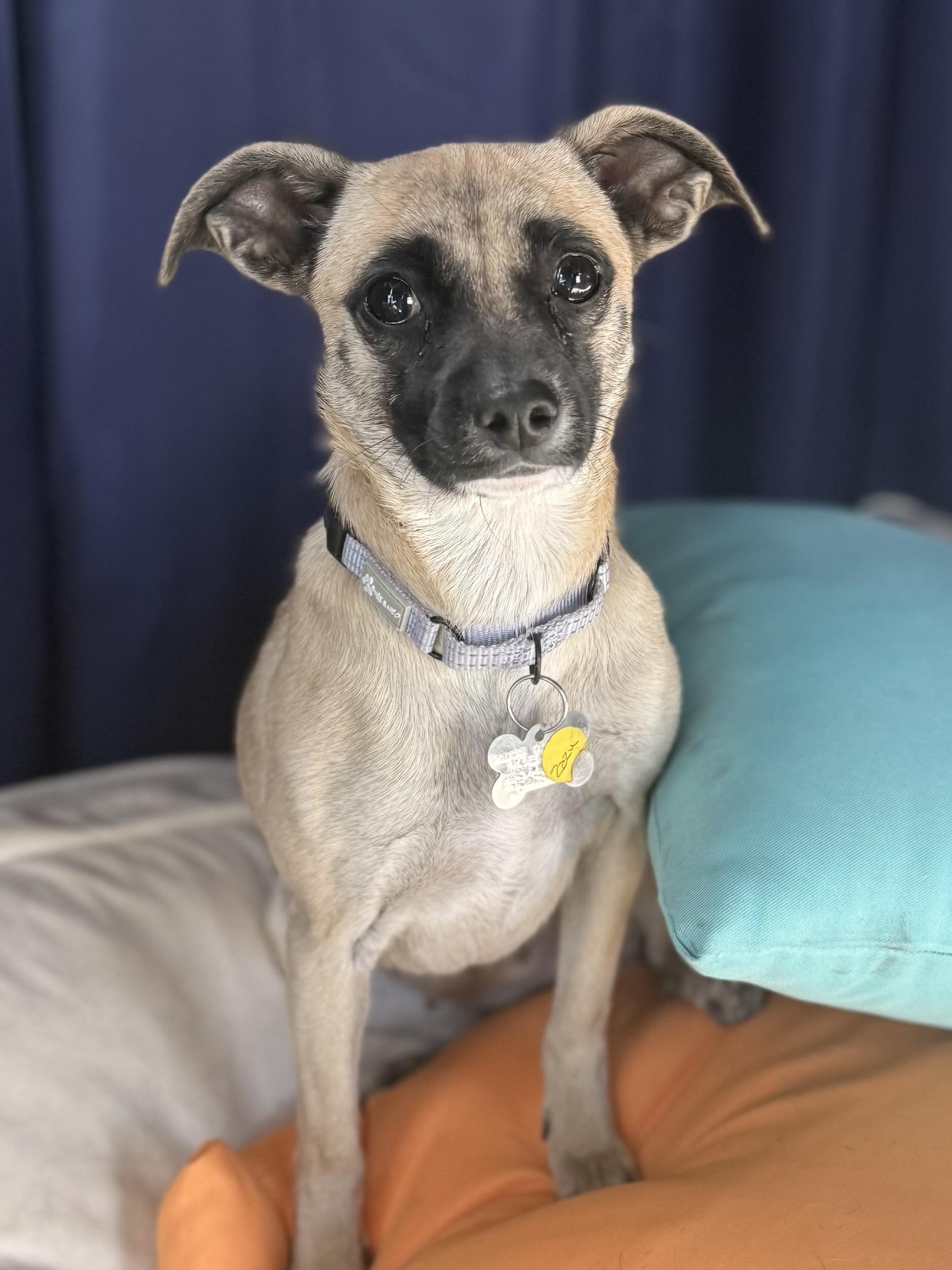 Enlarge Zazu, a Adoptable mixed breed in Albany, NY image 2/6