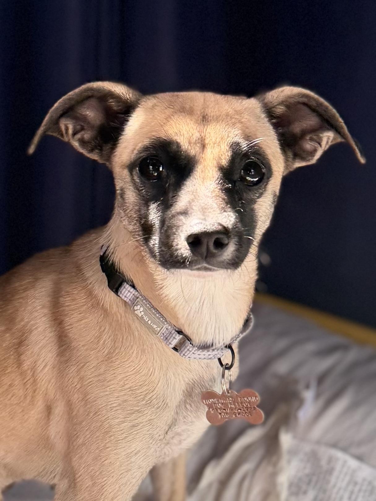 Enlarge Zazu, a Adoptable mixed breed in Albany, NY image 4/6