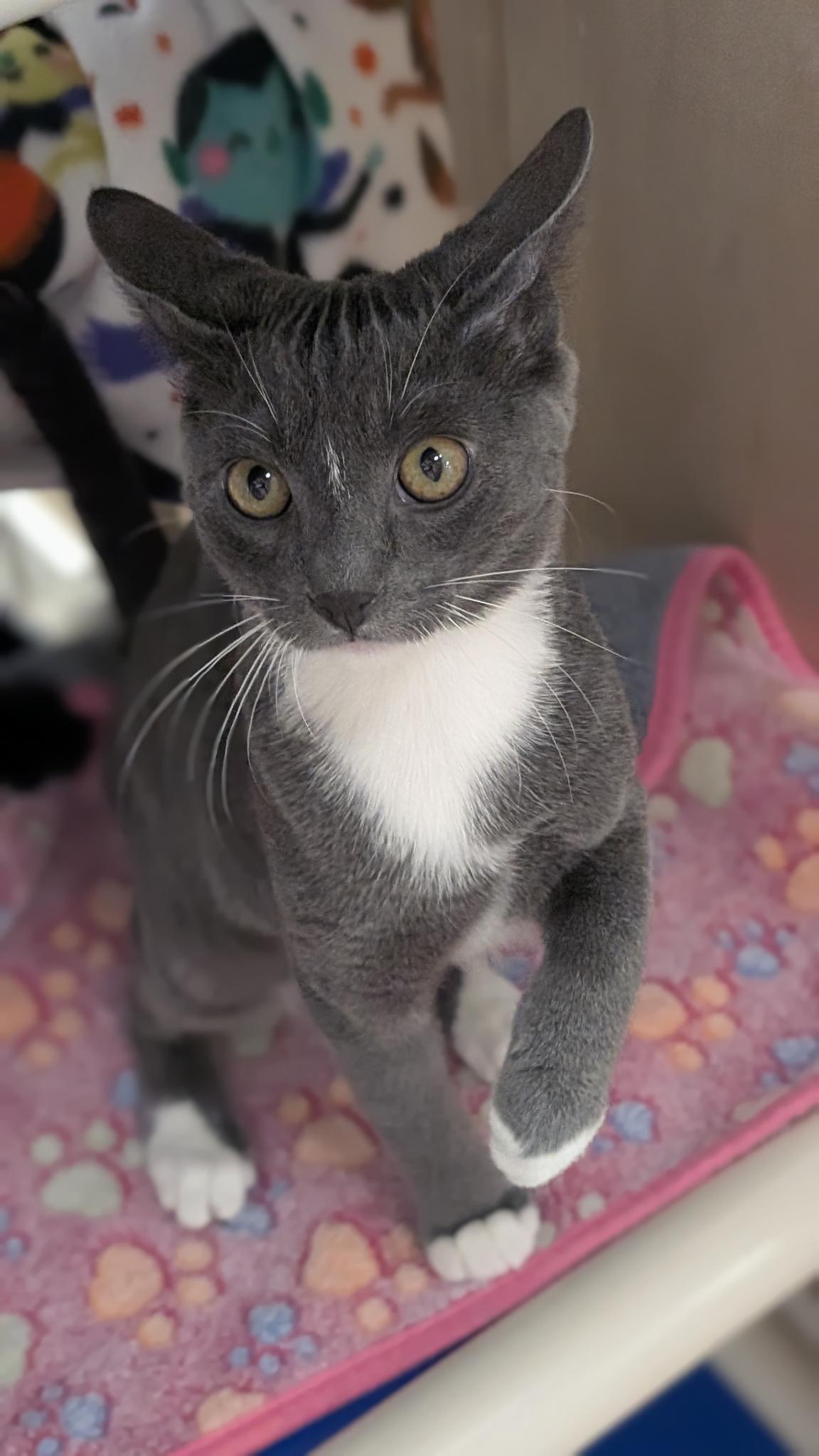 Enlarge Manny, a ADOPTABLE Domestic Short Hair in Petaluma, CA image 3/5