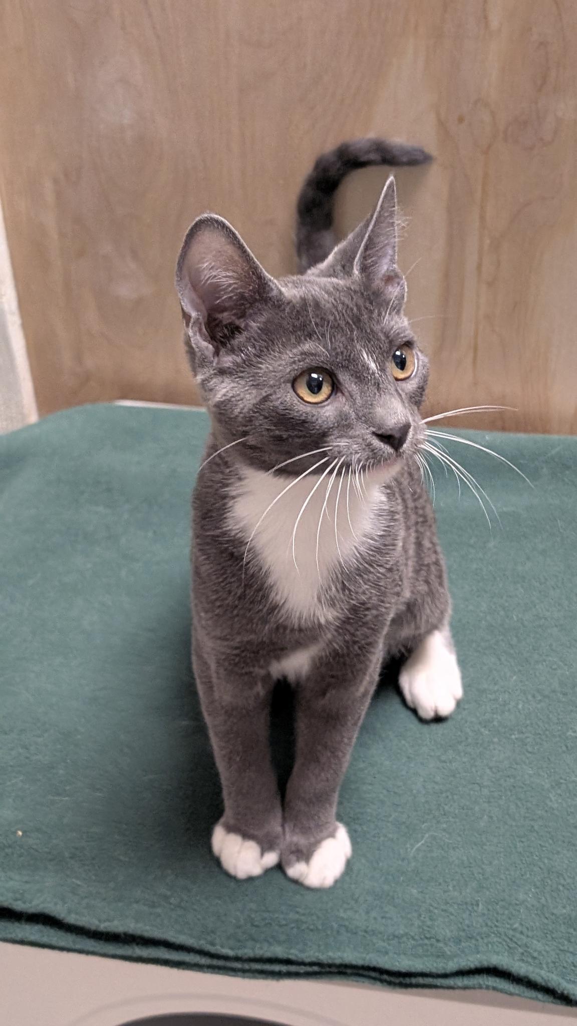 Manny, ADOPTABLE, Young Male Domestic Short Hair.