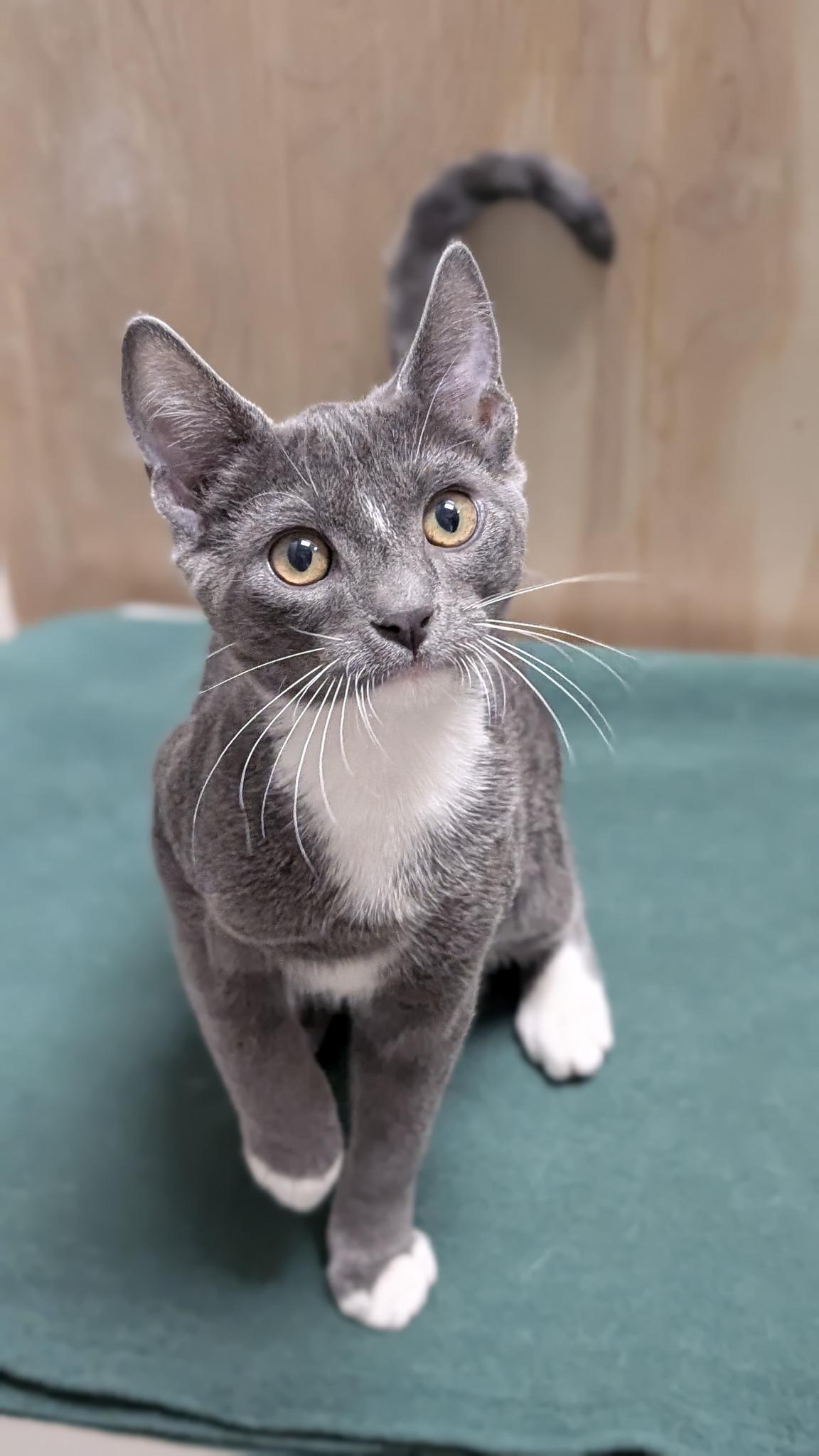 Enlarge Manny, a ADOPTABLE Domestic Short Hair in Petaluma, CA image 4/5