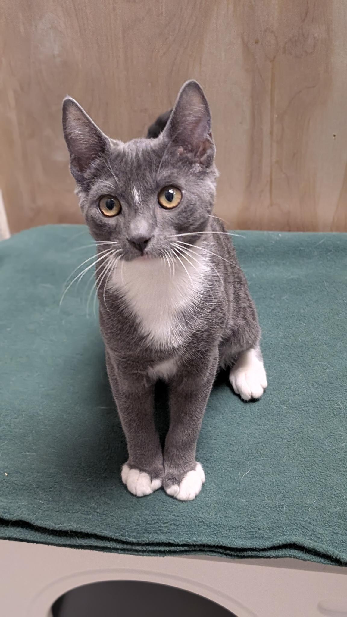 Enlarge Manny, a ADOPTABLE Domestic Short Hair in Petaluma, CA image 2/5