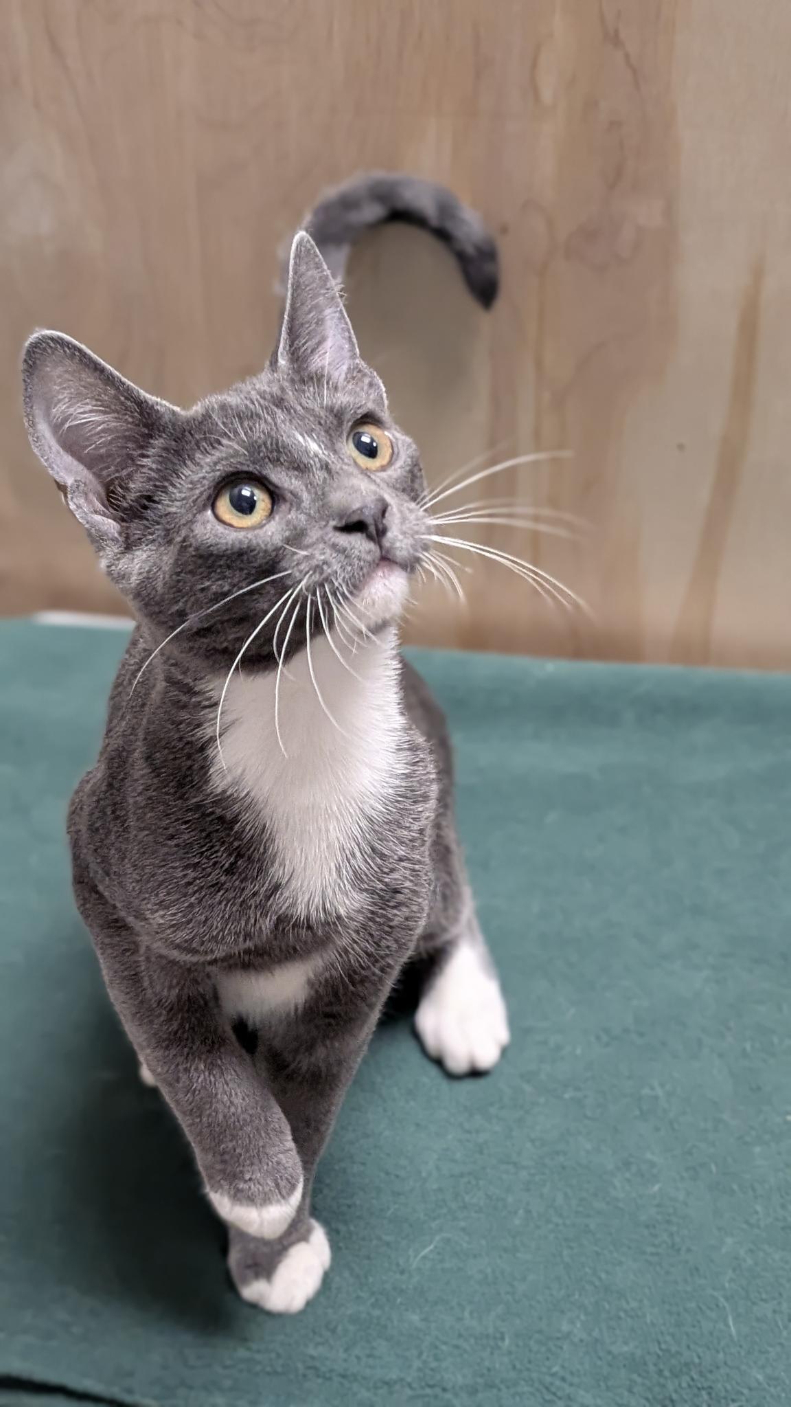 Enlarge Manny, a ADOPTABLE Domestic Short Hair in Petaluma, CA image 5/5