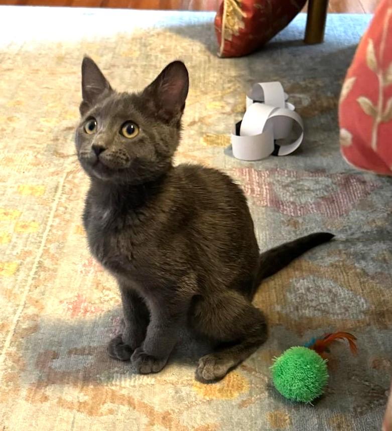 Dew, Adoptable, Young Female Domestic Short Hair.