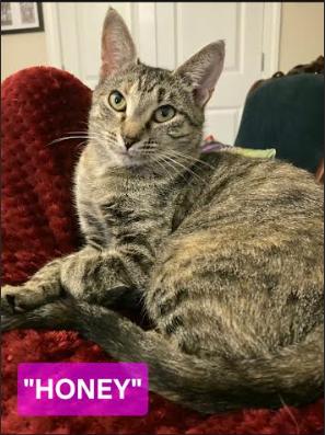 Enlarge Honey, a Adoptable Domestic Short Hair in Hampstead, NC image 1/3