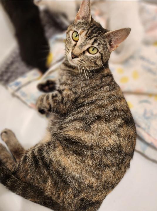 Enlarge Honey, a Adoptable Domestic Short Hair in Hampstead, NC image 2/3