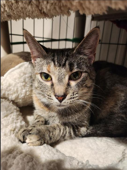 Enlarge Honey, a Adoptable Domestic Short Hair in Hampstead, NC image 3/3
