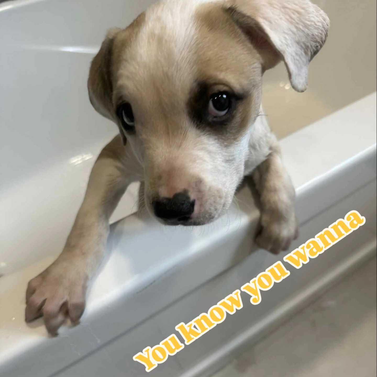 Enlarge Monty, a Adopted mixed breed in Minden, ON image 6/6