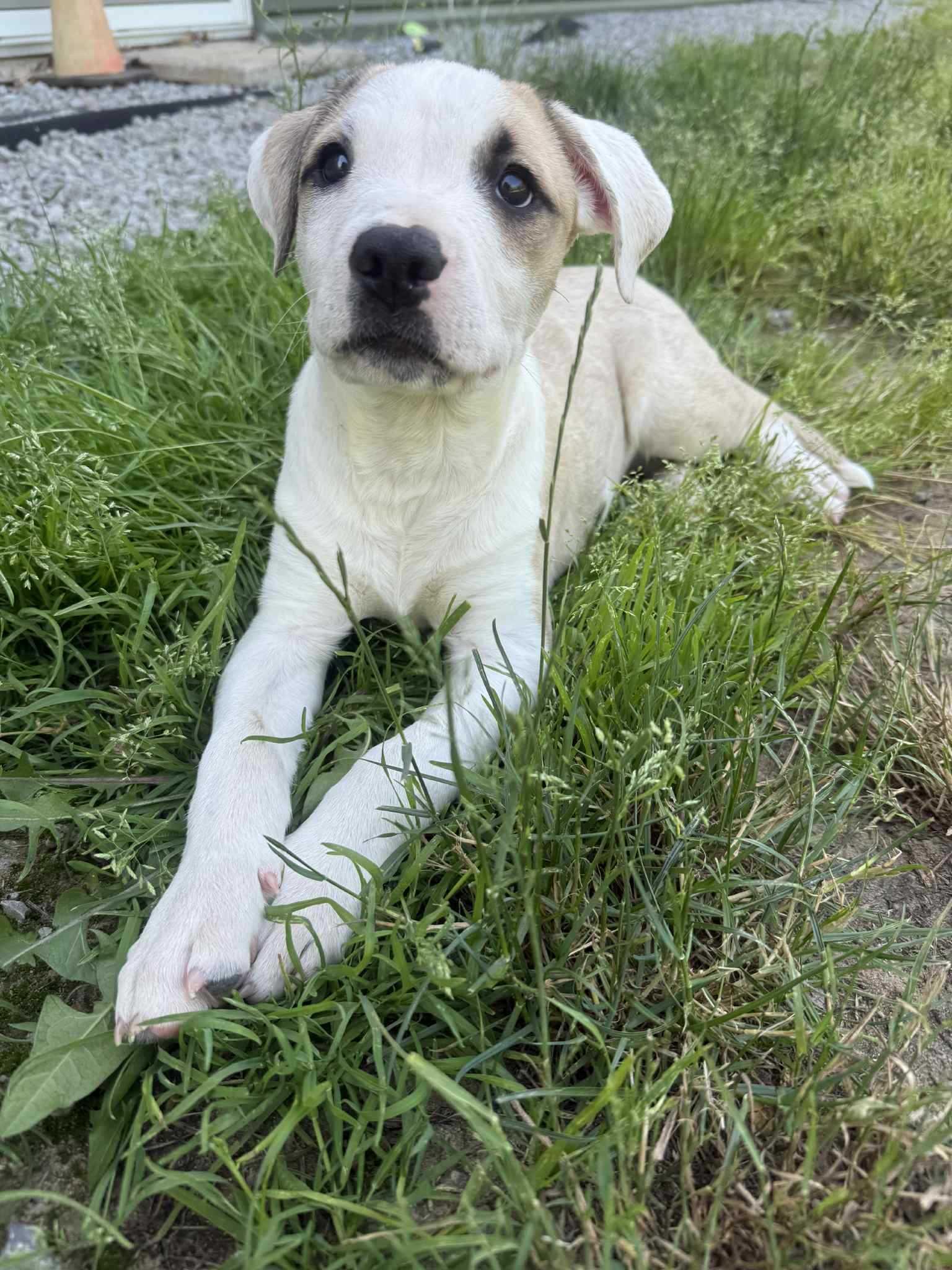 Enlarge Monty, a Adopted mixed breed in Minden, ON image 5/6