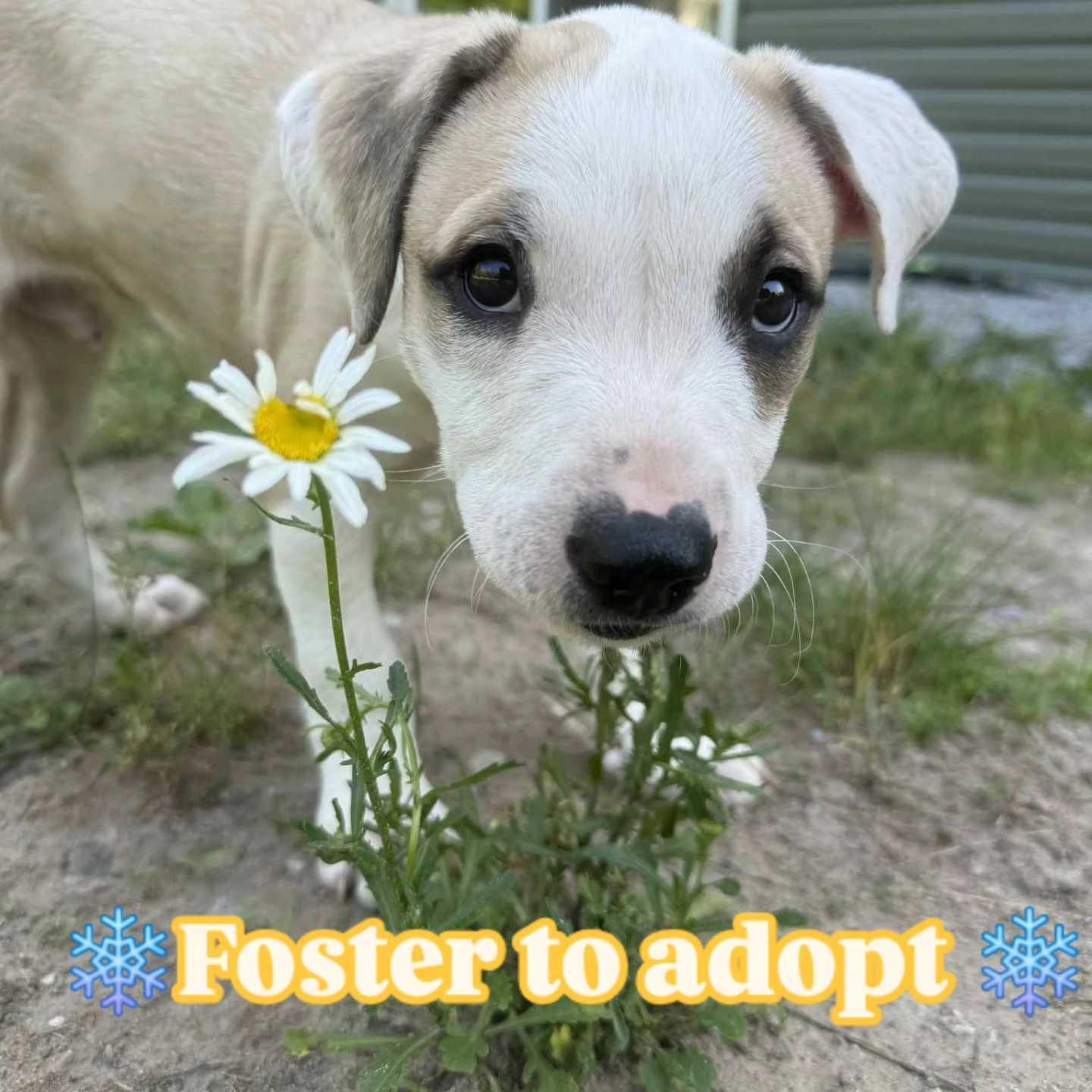 Enlarge Monty, a Adopted mixed breed in Minden, ON image 4/6