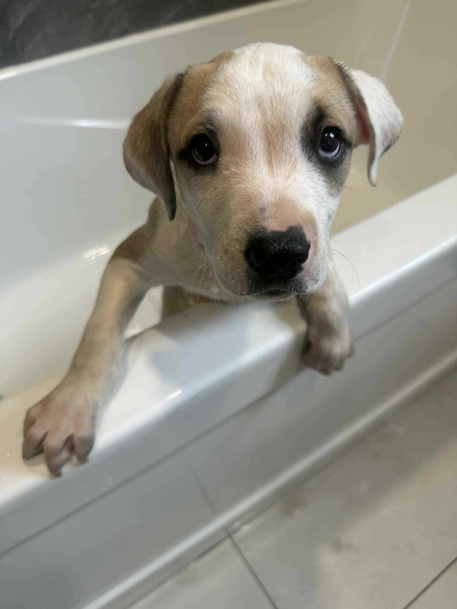 Enlarge Monty, a Adopted mixed breed in Minden, ON image 3/6