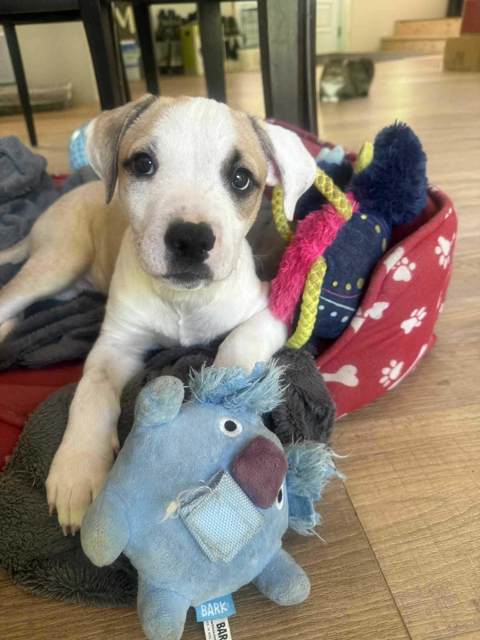 Enlarge Monty, a Adopted mixed breed in Minden, ON image 1/6