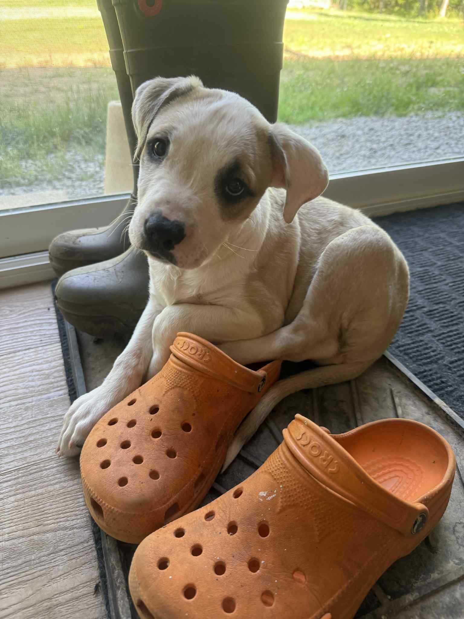 Enlarge Monty, a Adopted mixed breed in Minden, ON image 2/6