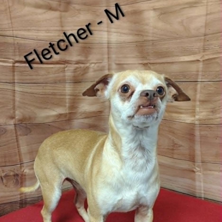 Fletcher, Adoptable, Adult Male Chihuahua & Mixed Breed.