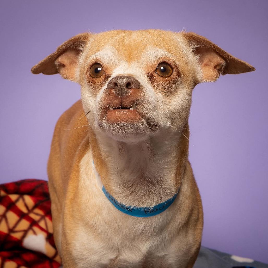 Enlarge Fletcher, a Adoptable mixed breed in Griswold, CT image 2/5