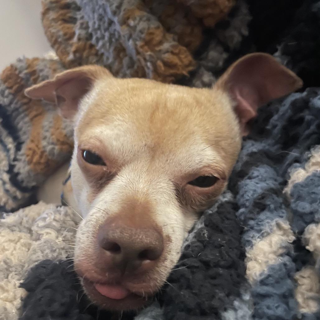 Enlarge Fletcher, a Adoptable mixed breed in Griswold, CT image 3/5