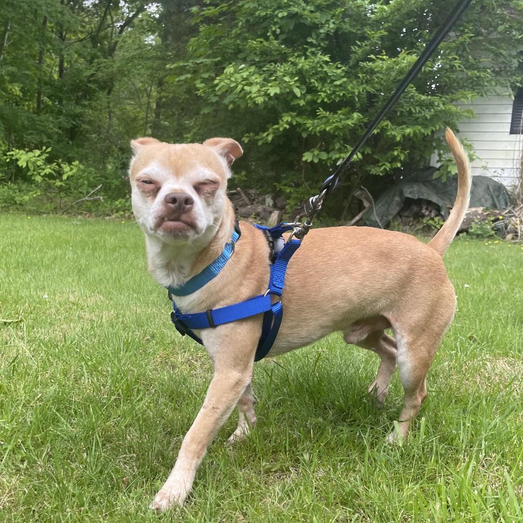 Enlarge Fletcher, a Adoptable mixed breed in Griswold, CT image 4/5