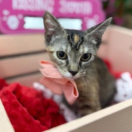 Bambi Boo — thumbnail 3