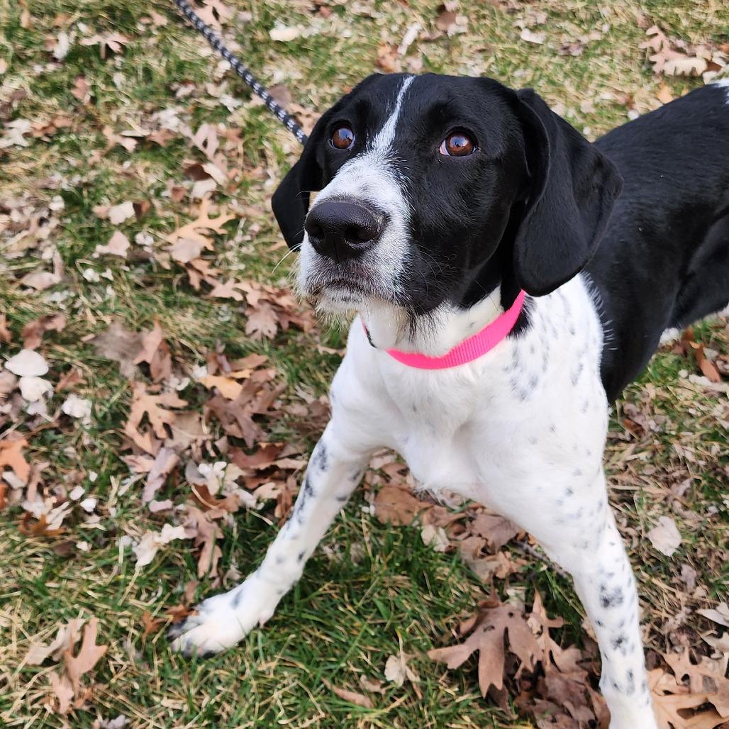 Enlarge Rosie, an adopted mixed breed in Monticello, IA image 6/6
