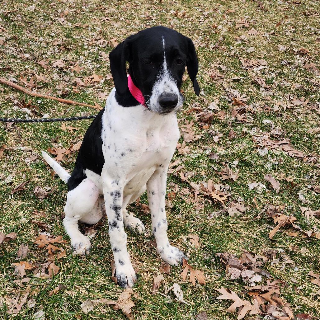 Enlarge Rosie, an adopted mixed breed in Monticello, IA image 2/6
