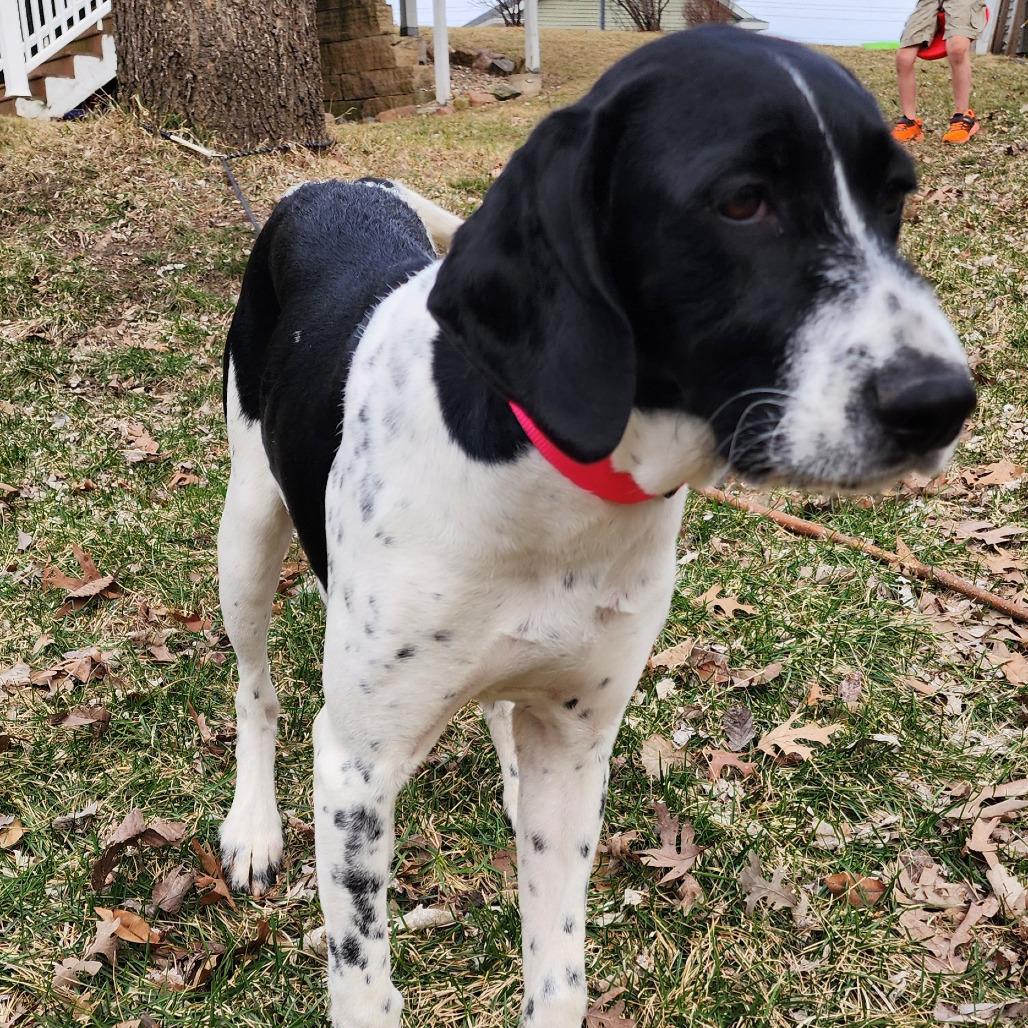 Enlarge Rosie, an adopted mixed breed in Monticello, IA image 1/6