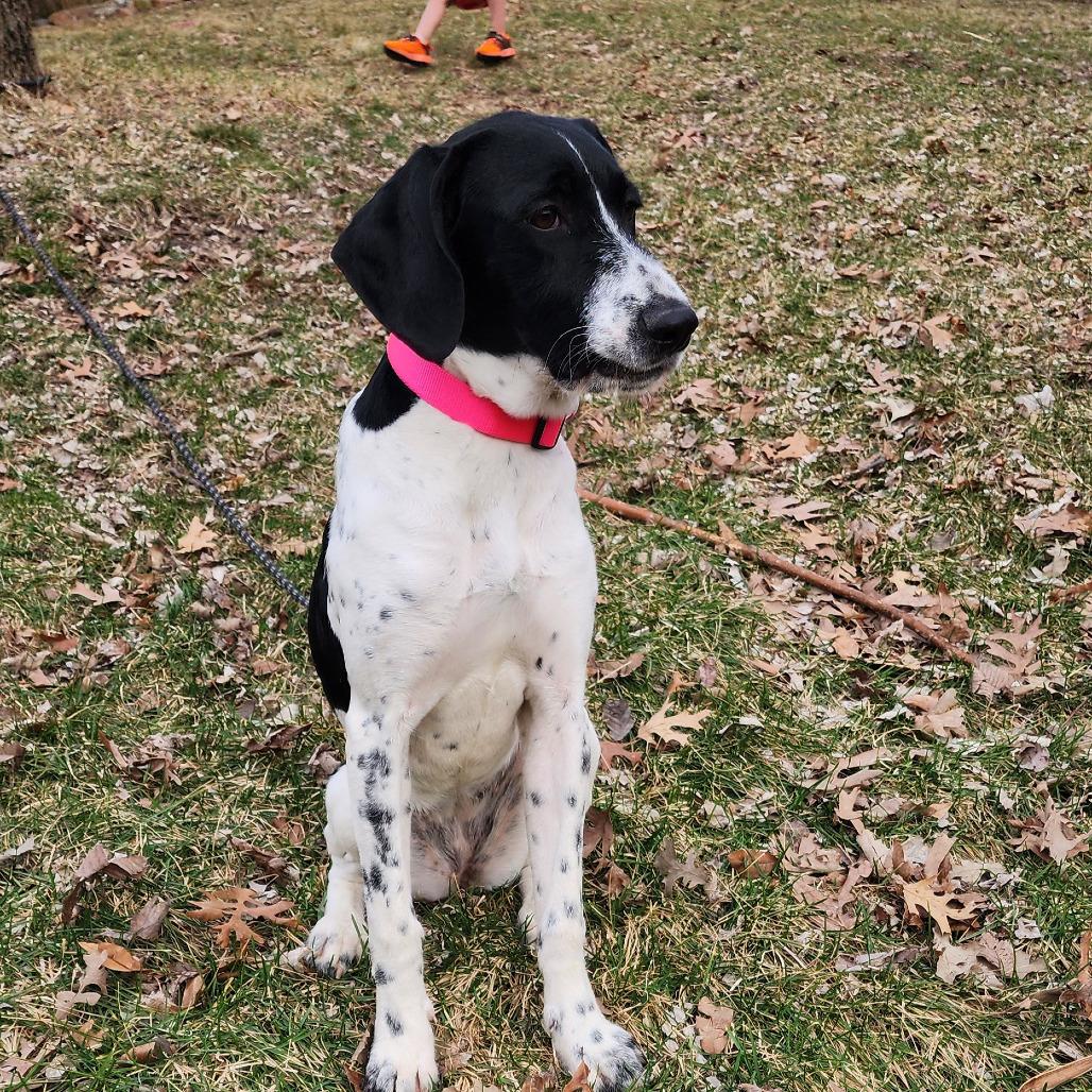 Enlarge Rosie, an adopted mixed breed in Monticello, IA image 4/6