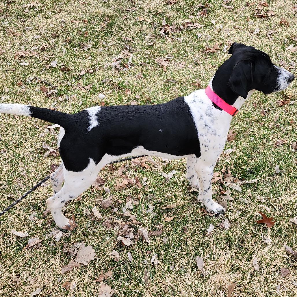 Enlarge Rosie, an adopted mixed breed in Monticello, IA image 3/6