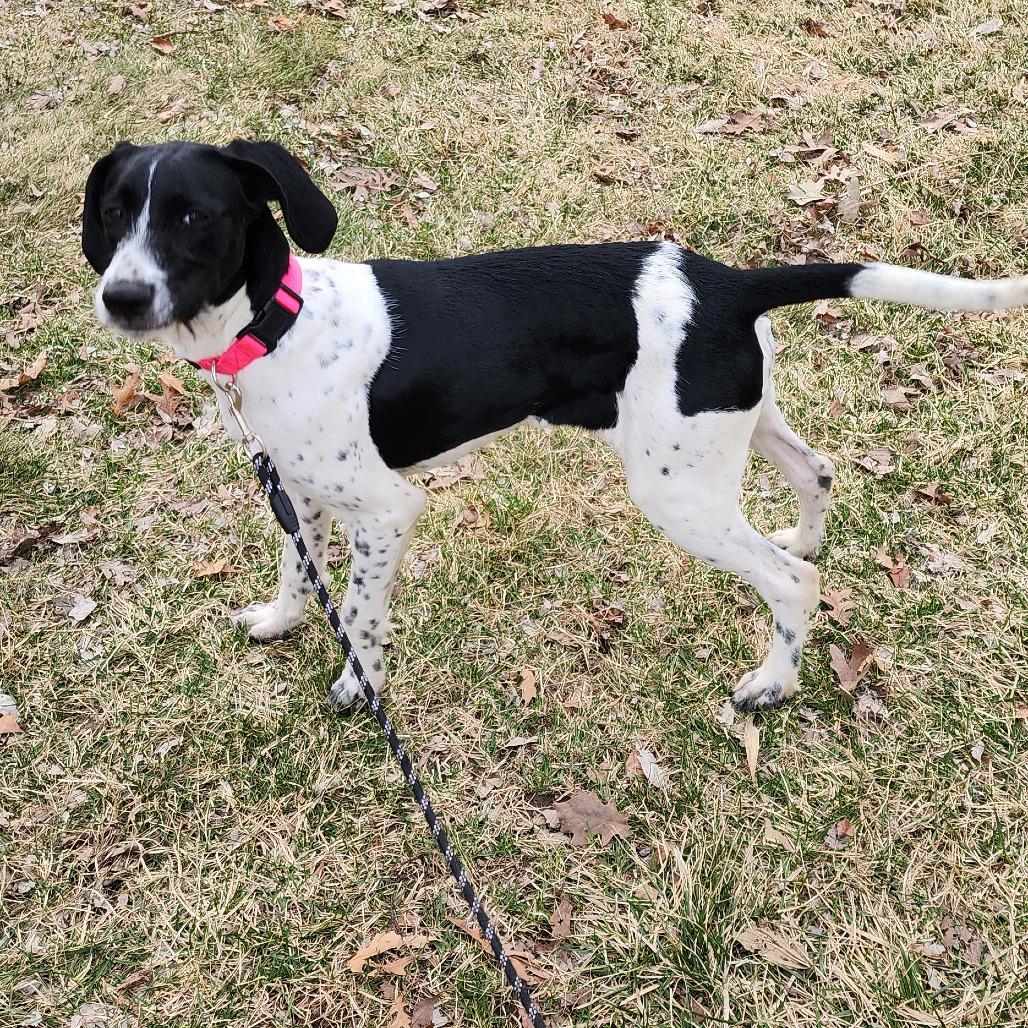 Enlarge Rosie, an adopted mixed breed in Monticello, IA image 5/6