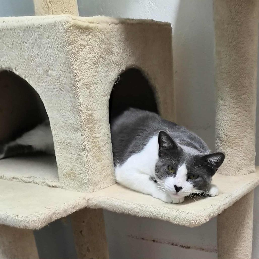 Beyonce, Adoptable, Adult Female Domestic Short Hair.