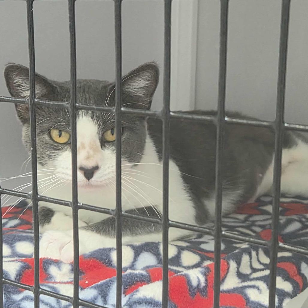 Enlarge Beyonce, a Adoptable Domestic Short Hair in Las Cruces, NM image 2/6