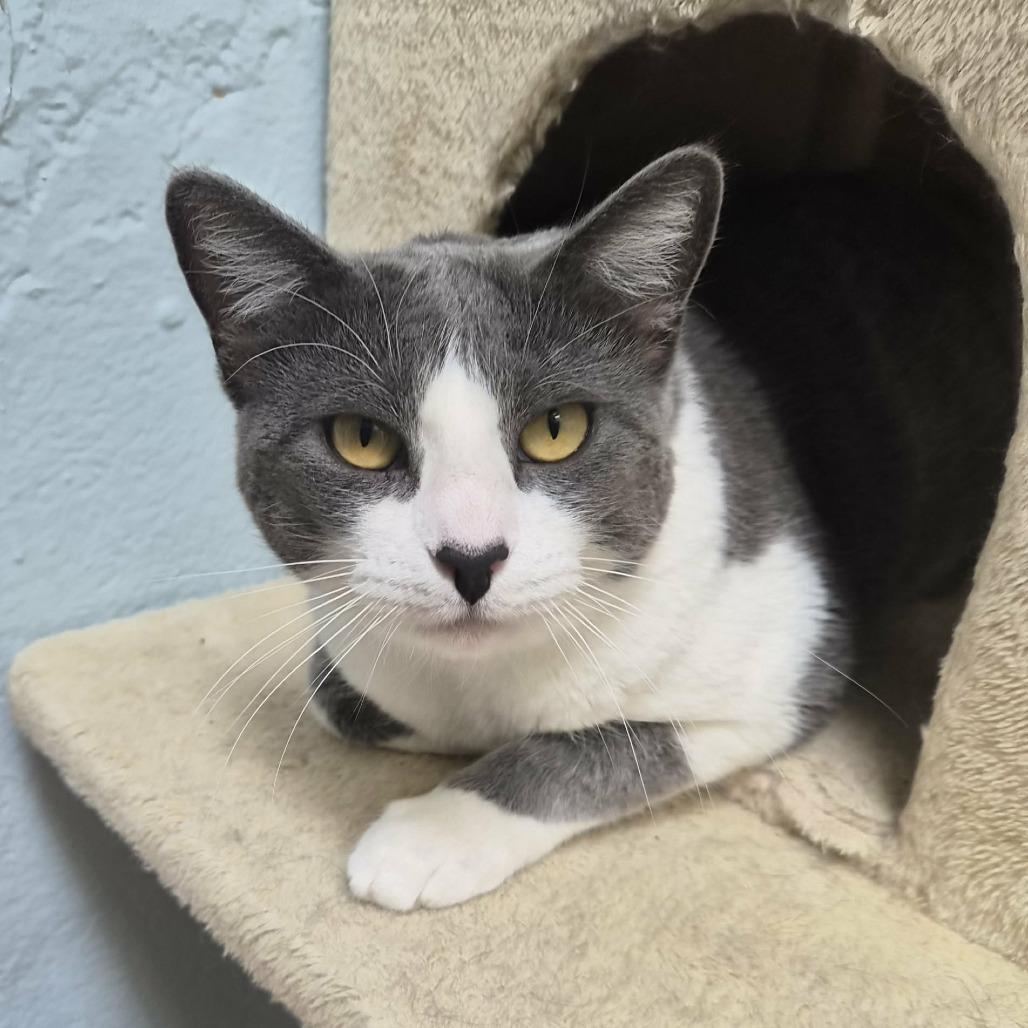 Enlarge Beyonce, a Adoptable Domestic Short Hair in Las Cruces, NM image 3/6