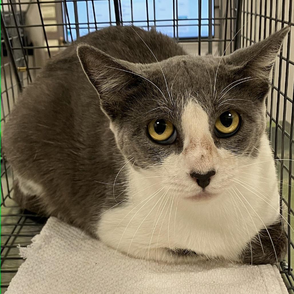 Enlarge Beyonce, a Adoptable Domestic Short Hair in Las Cruces, NM image 6/6