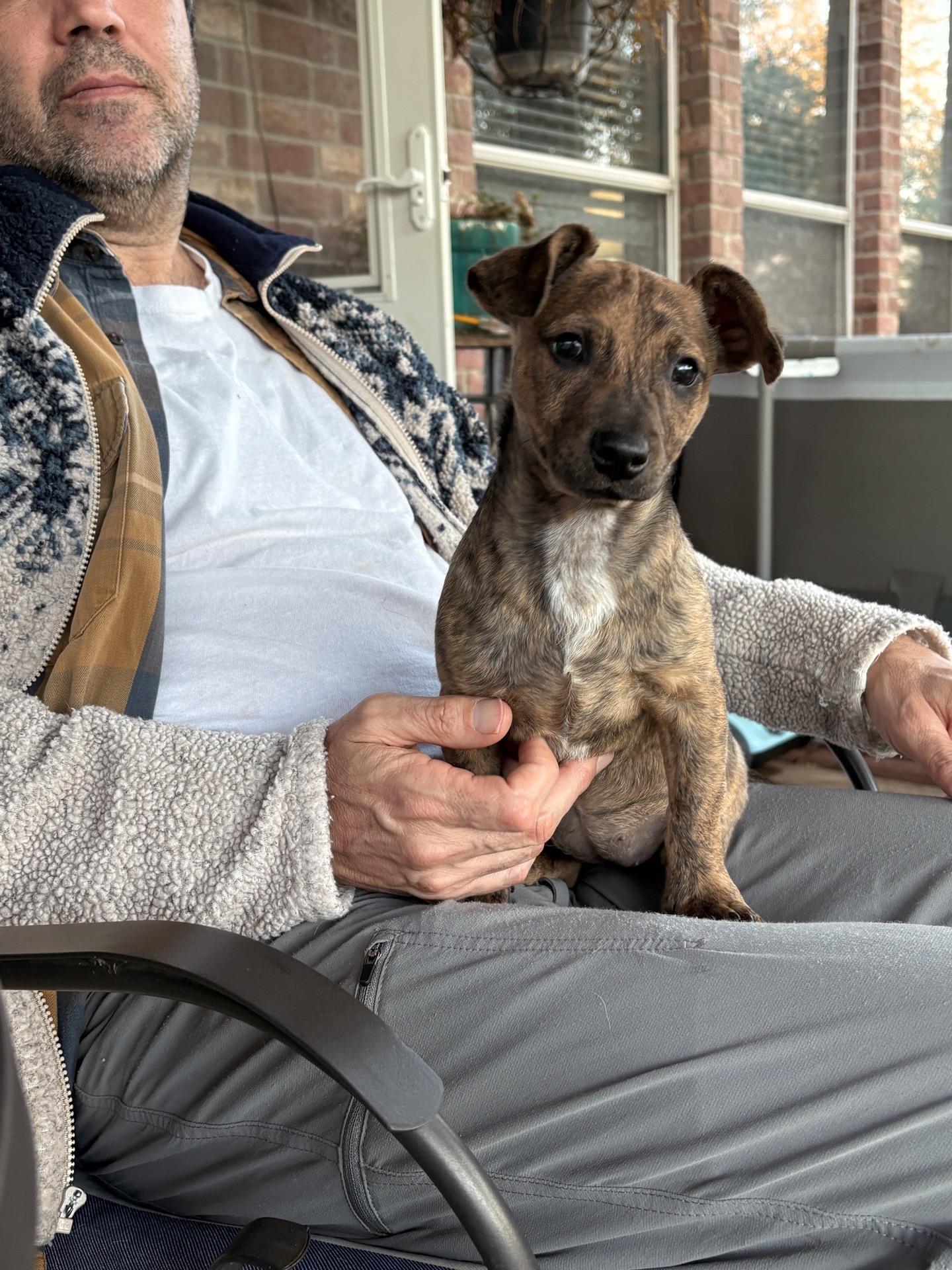 Enlarge Hershey, a Adoptable mixed breed in Tallahassee, FL image 1/2