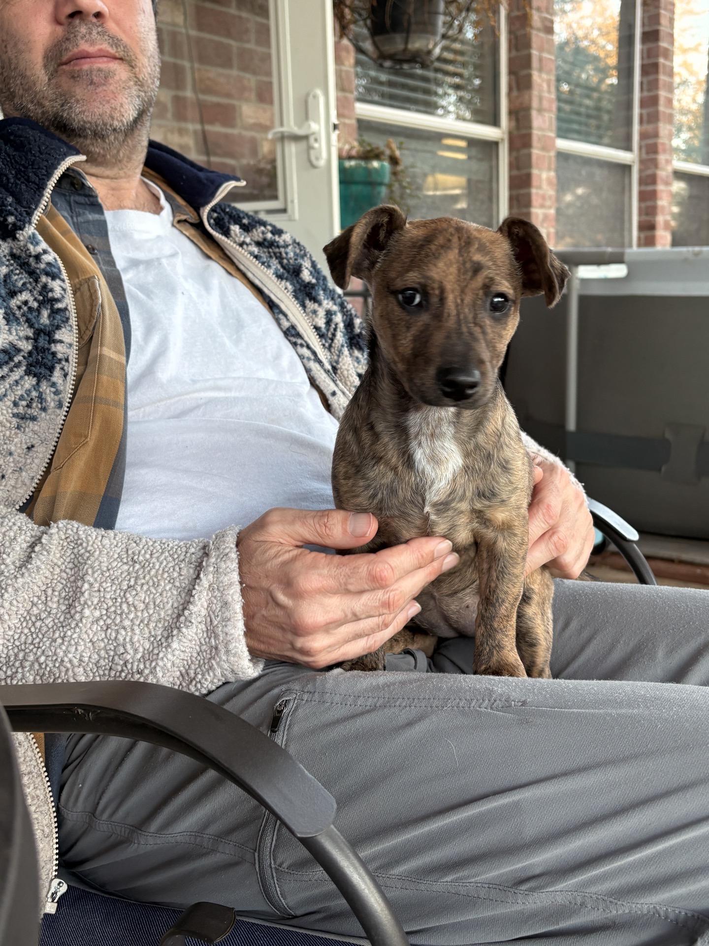 Enlarge Hershey, a Adoptable mixed breed in Tallahassee, FL image 2/2