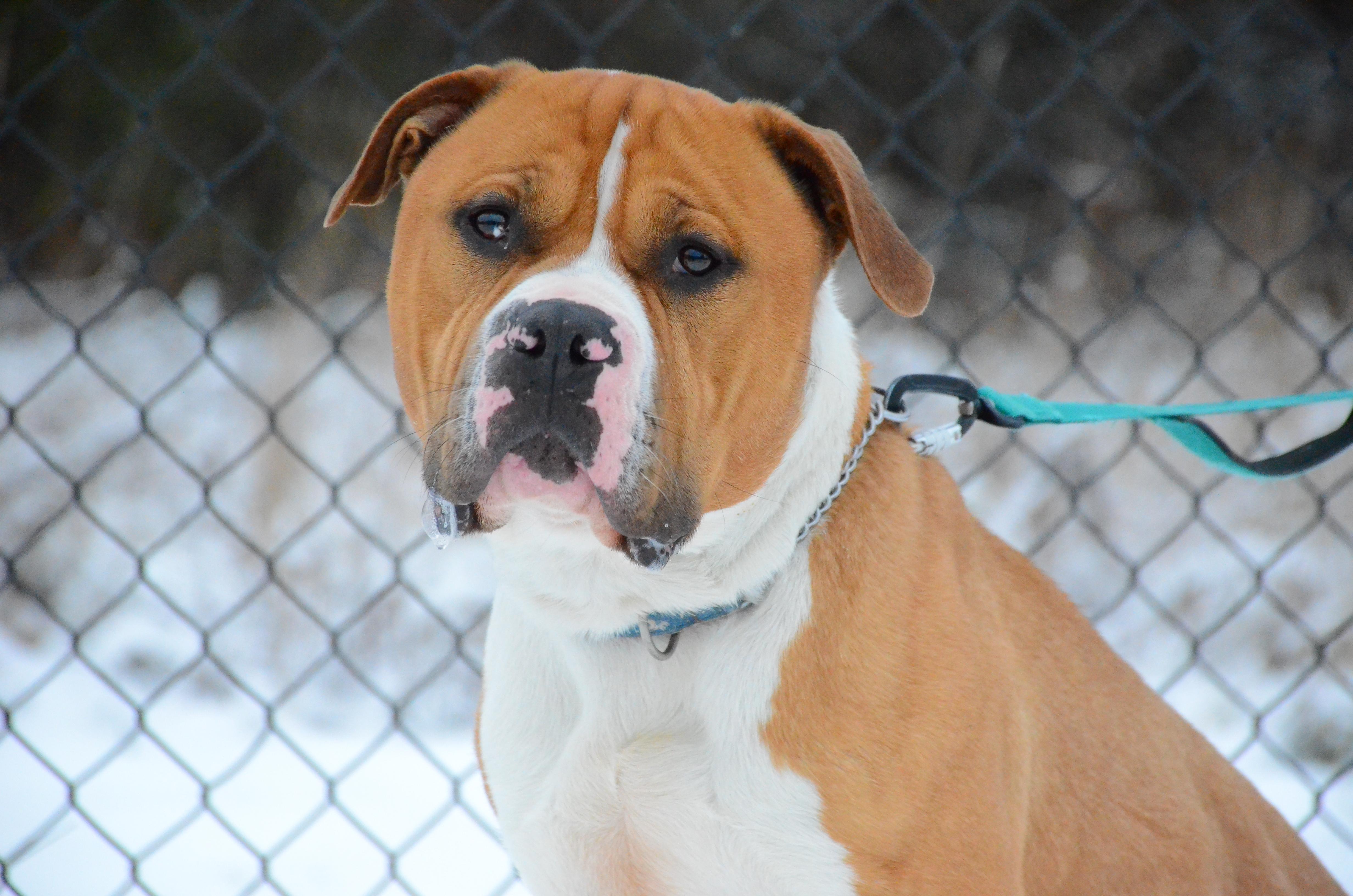 Enlarge Rocky, a Adoptable mixed breed in Montreal, QC image 2/5