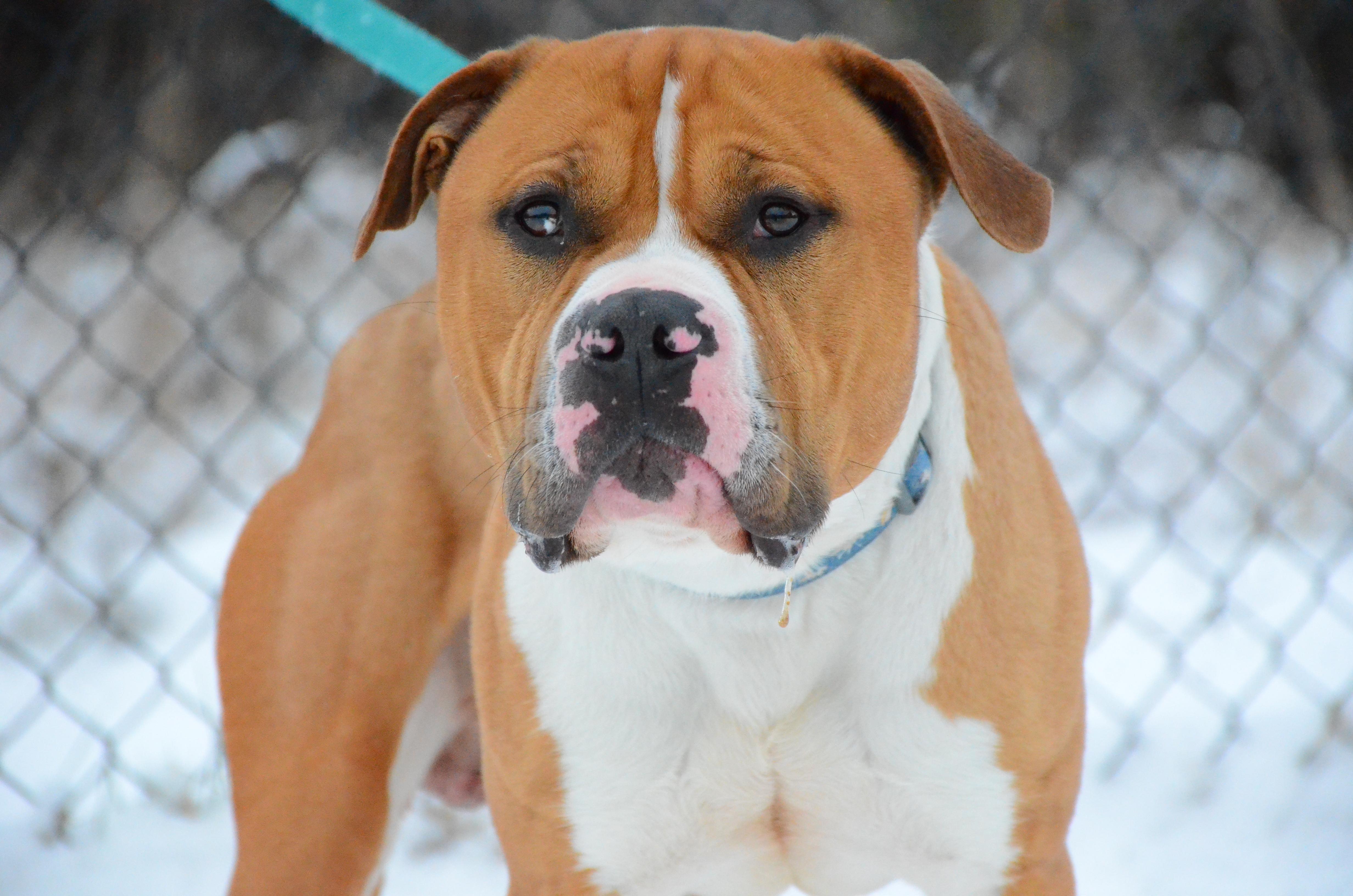 Enlarge Rocky, a Adoptable mixed breed in Montreal, QC image 3/5