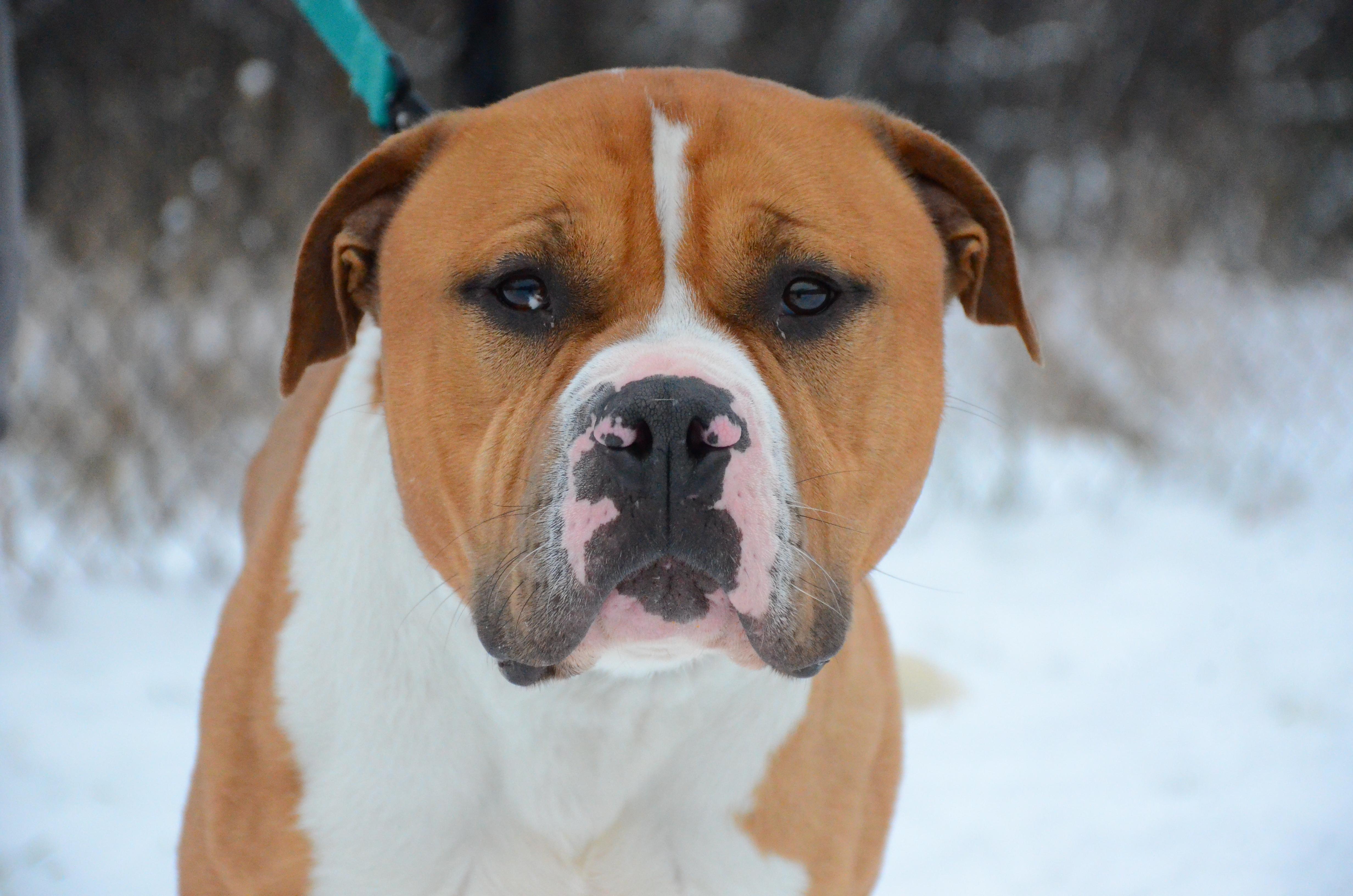 Rocky, Adoptable, Adult Male Pit Bull Terrier.