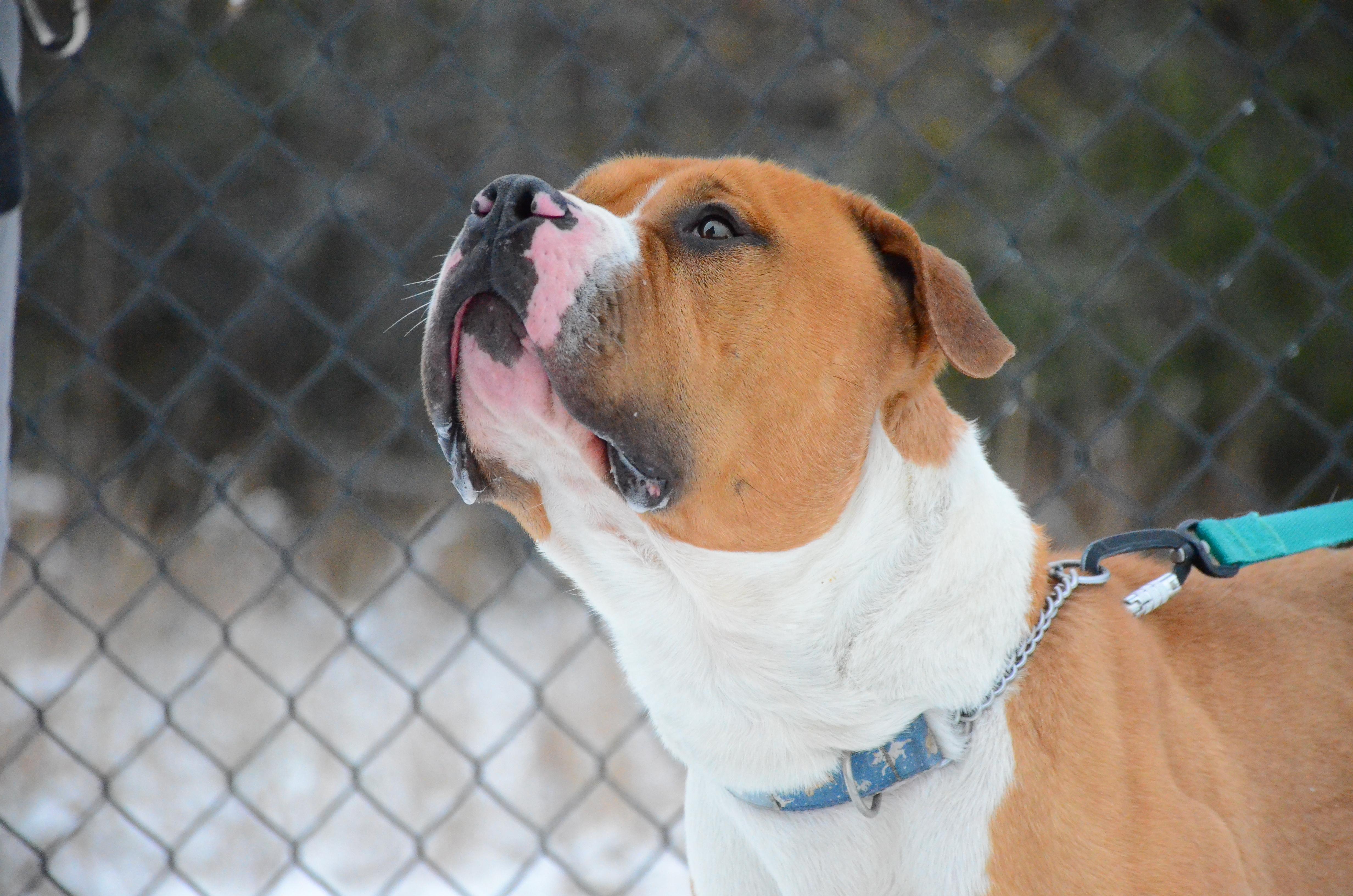 Enlarge Rocky, a Adoptable mixed breed in Montreal, QC image 4/5