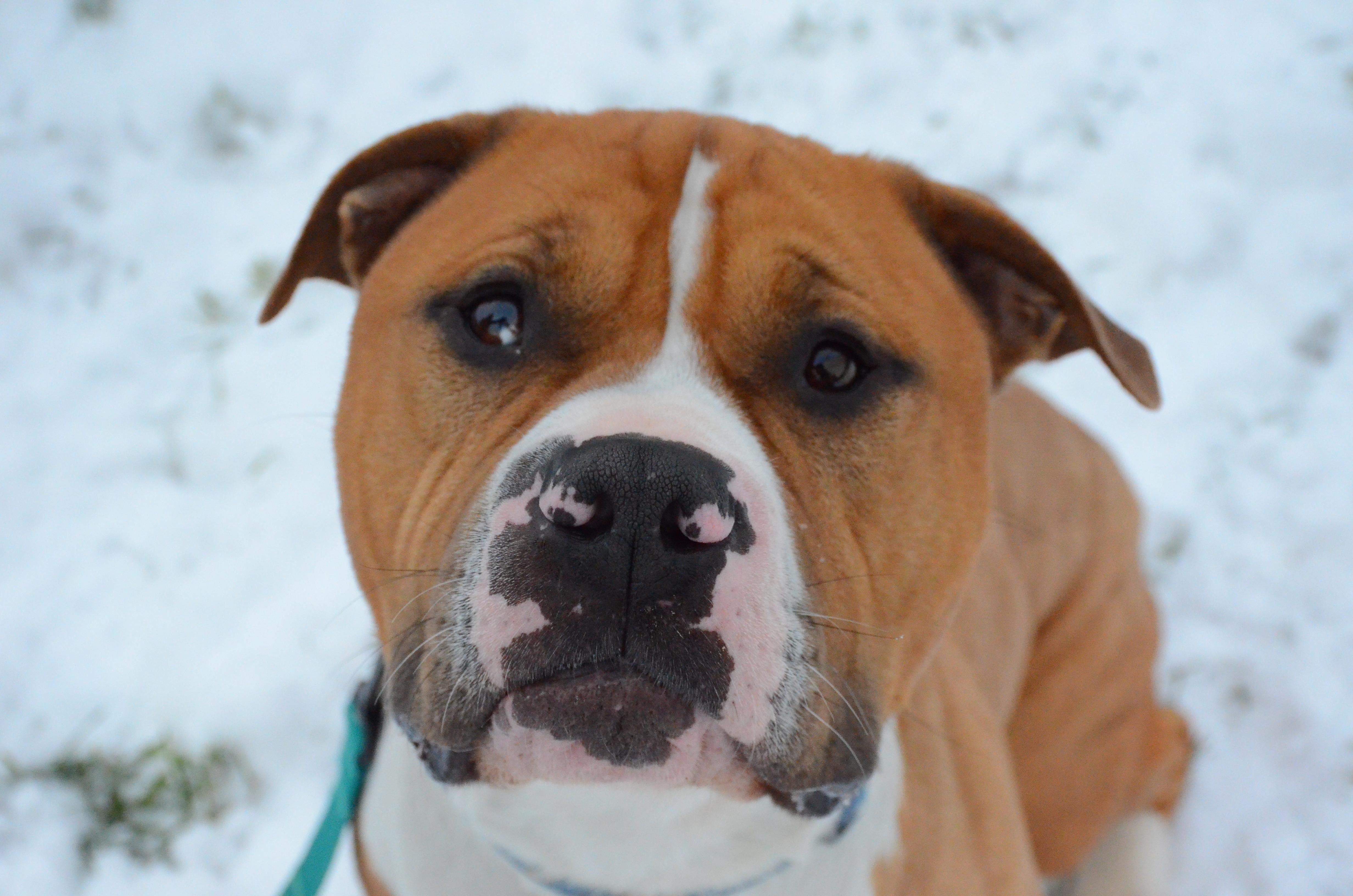 Enlarge Rocky, a Adoptable mixed breed in Montreal, QC image 5/5