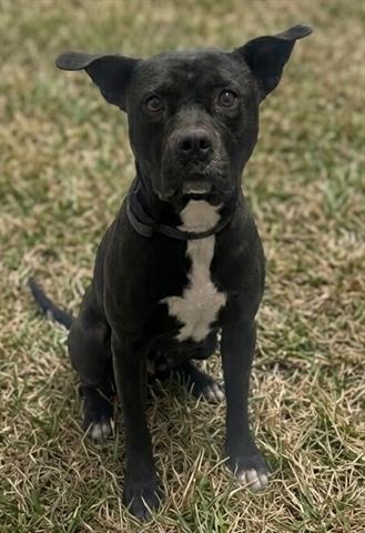 BROCK, Adoptable, Adult Male Pit Bull Terrier.