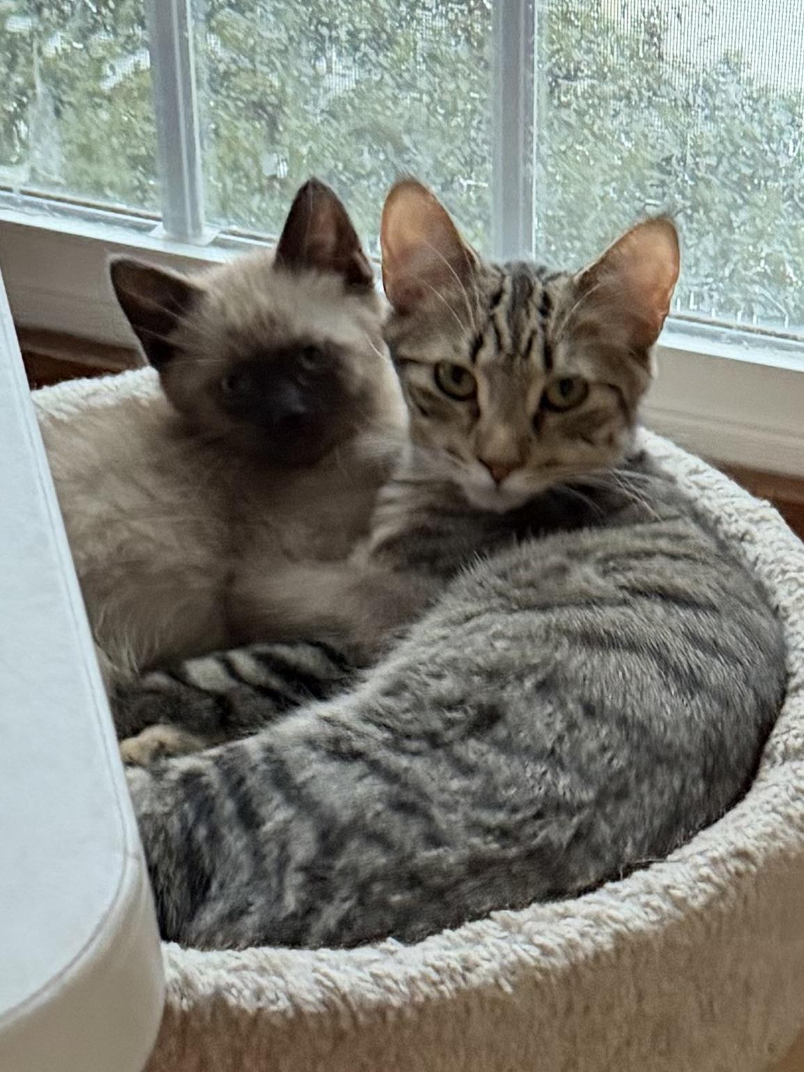 Enlarge Tufty, a ADOPTABLE Domestic Short Hair in Williamsville, NY image 1/2