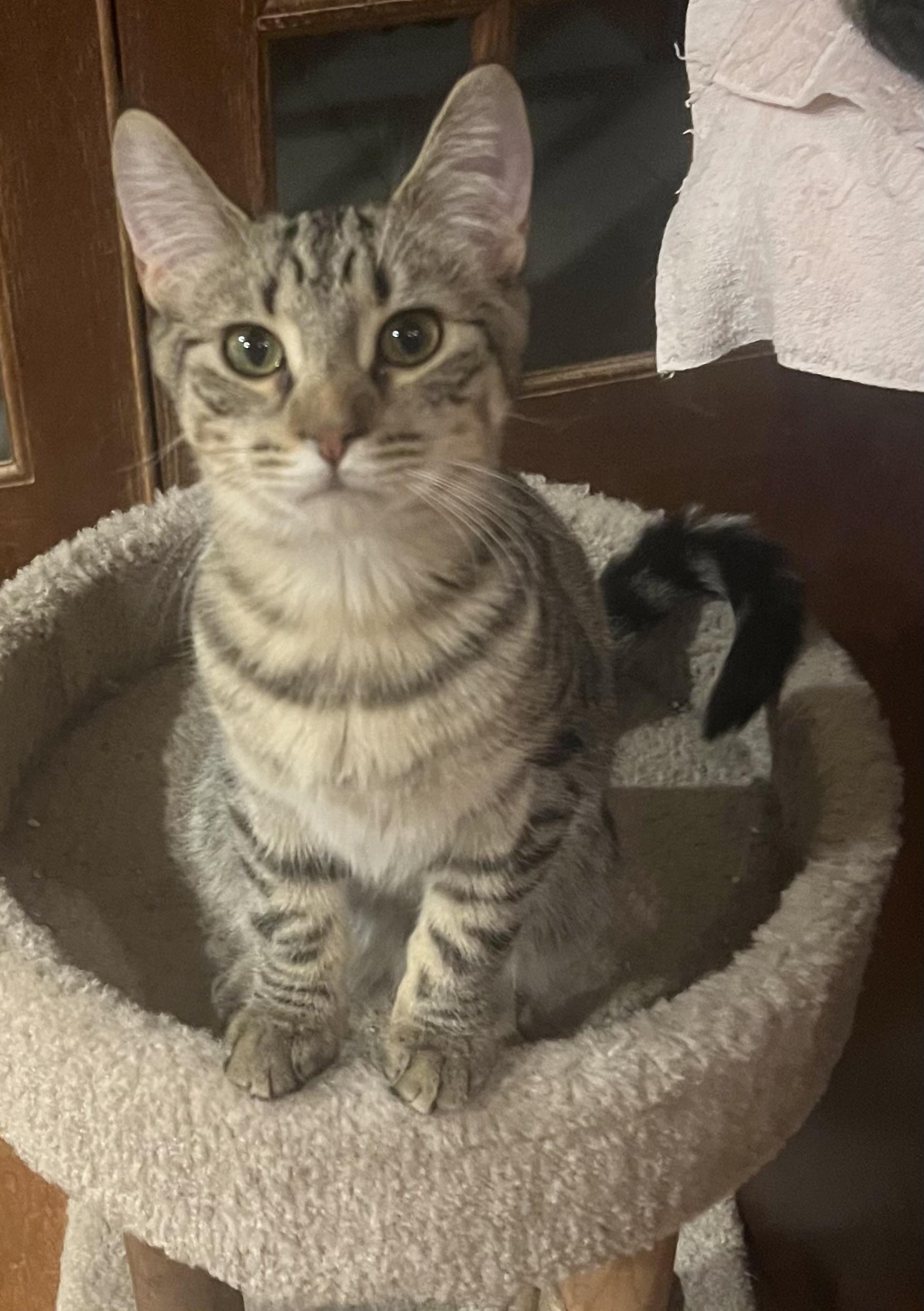 Enlarge Tufty, a ADOPTABLE Domestic Short Hair in Williamsville, NY image 2/2