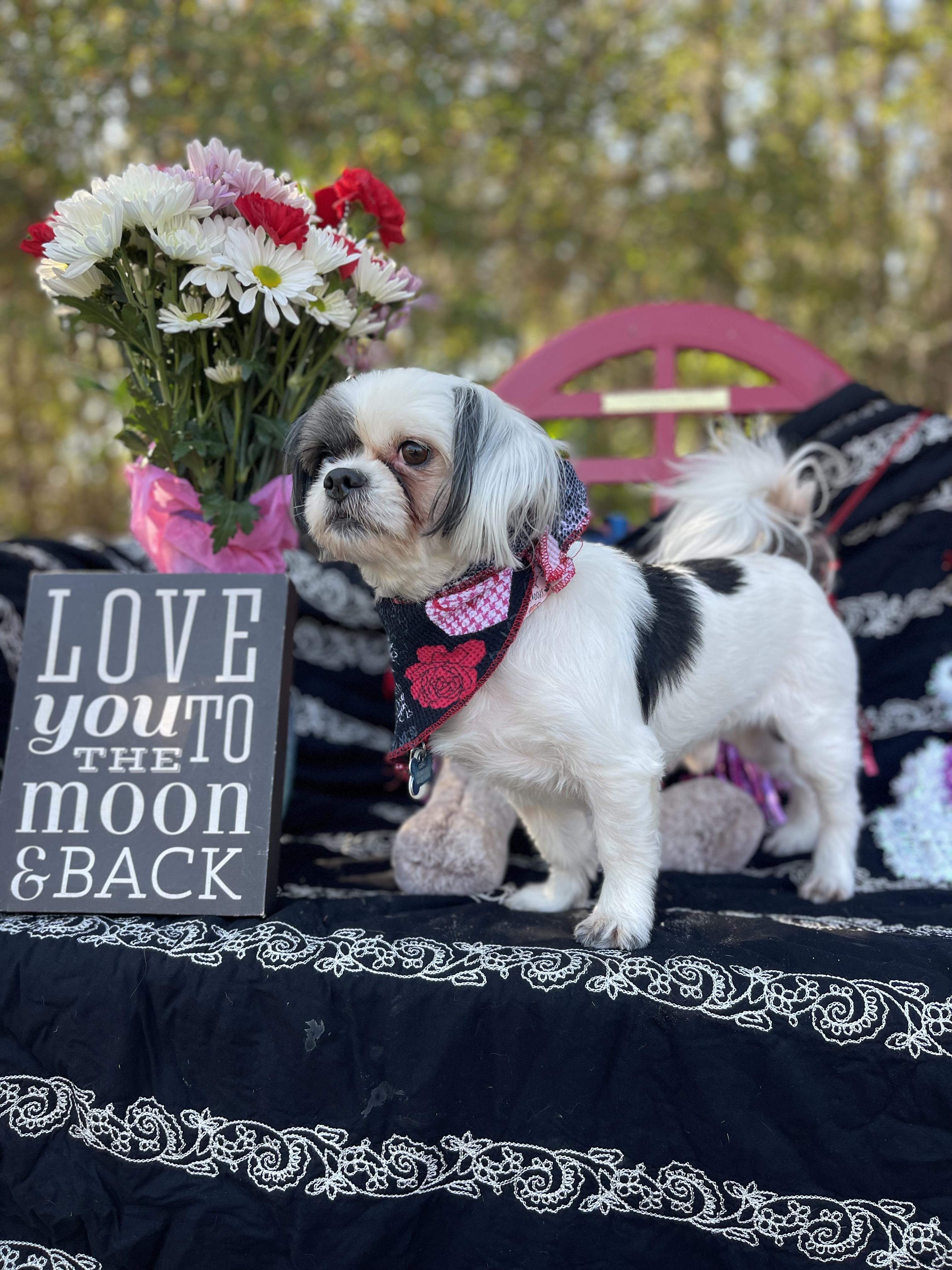 Enlarge Roxy & Gizmo, an adopted mixed breed in Sebring, FL image 3/6
