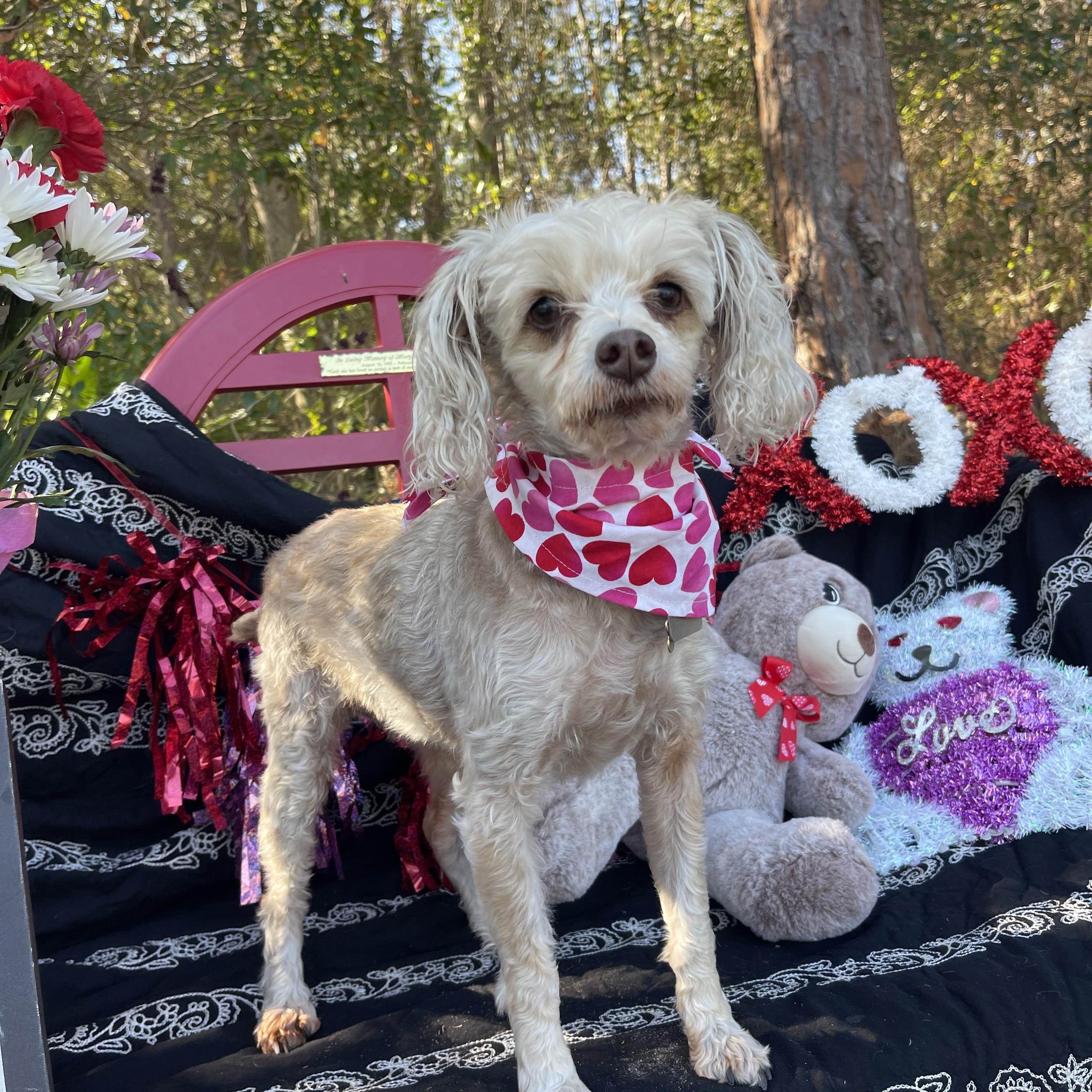 Enlarge Roxy & Gizmo, an adopted mixed breed in Sebring, FL image 6/6