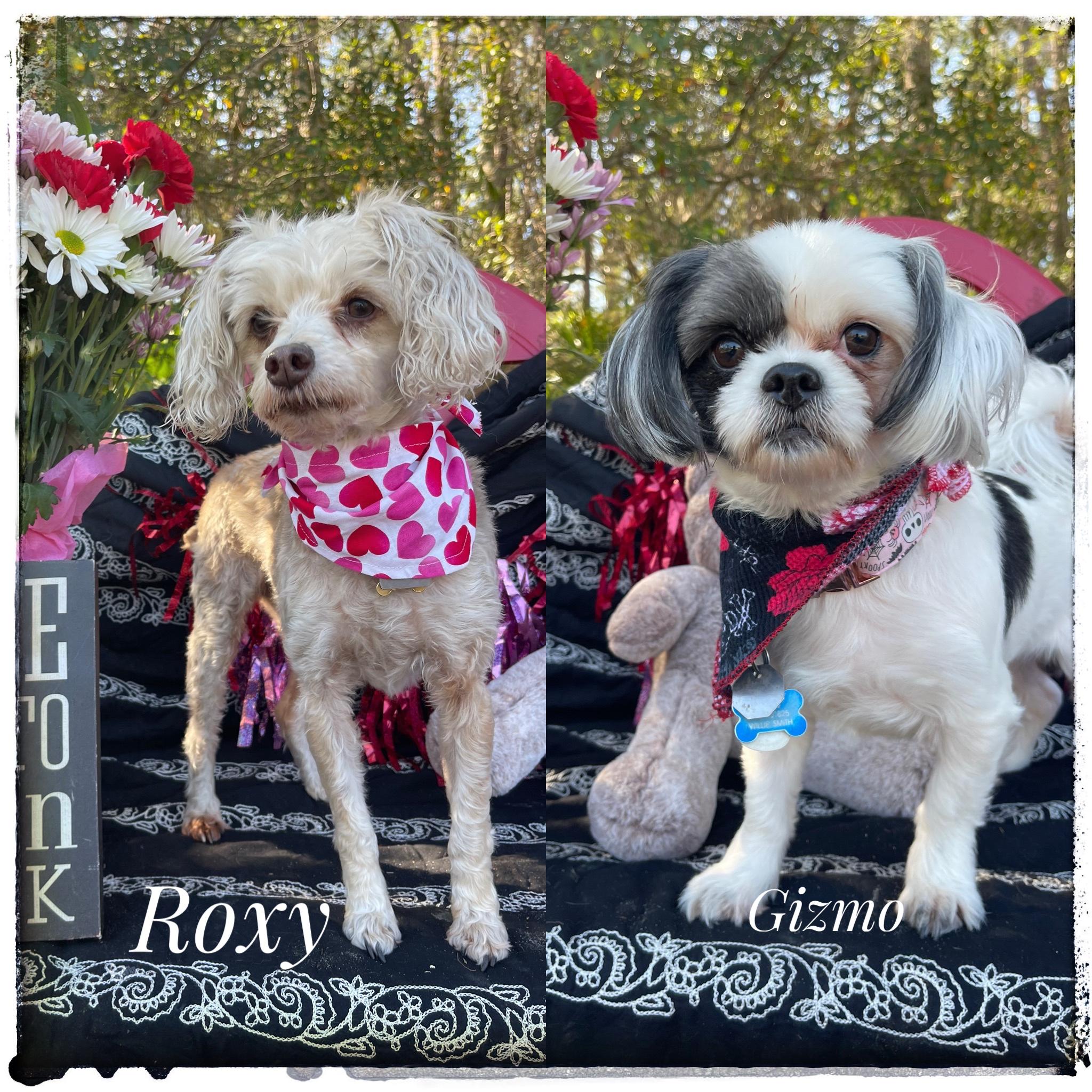 Roxy & Gizmo, adopted, Adult Female Miniature Poodle & Shih Tzu.