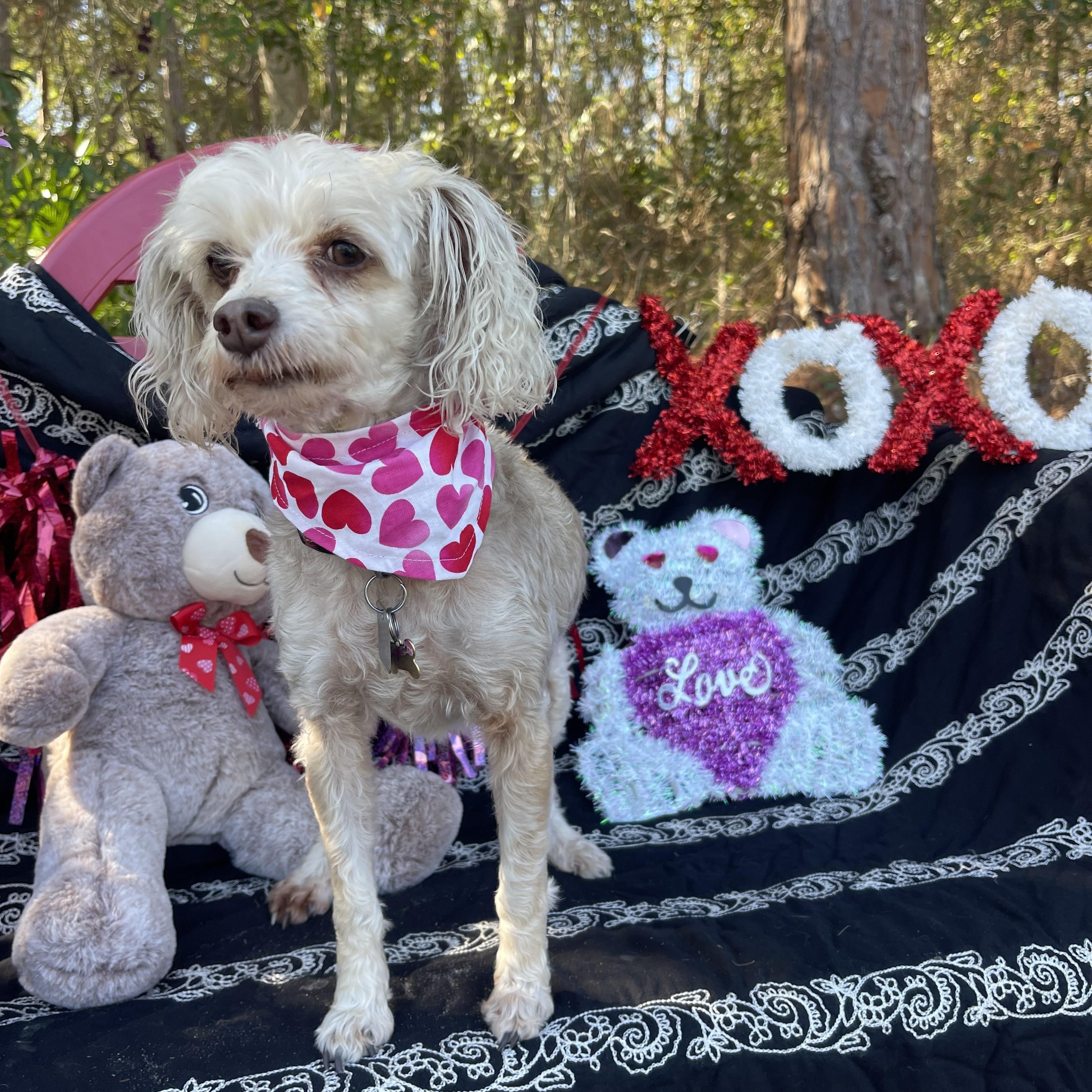 Enlarge Roxy & Gizmo, an adopted mixed breed in Sebring, FL image 4/6