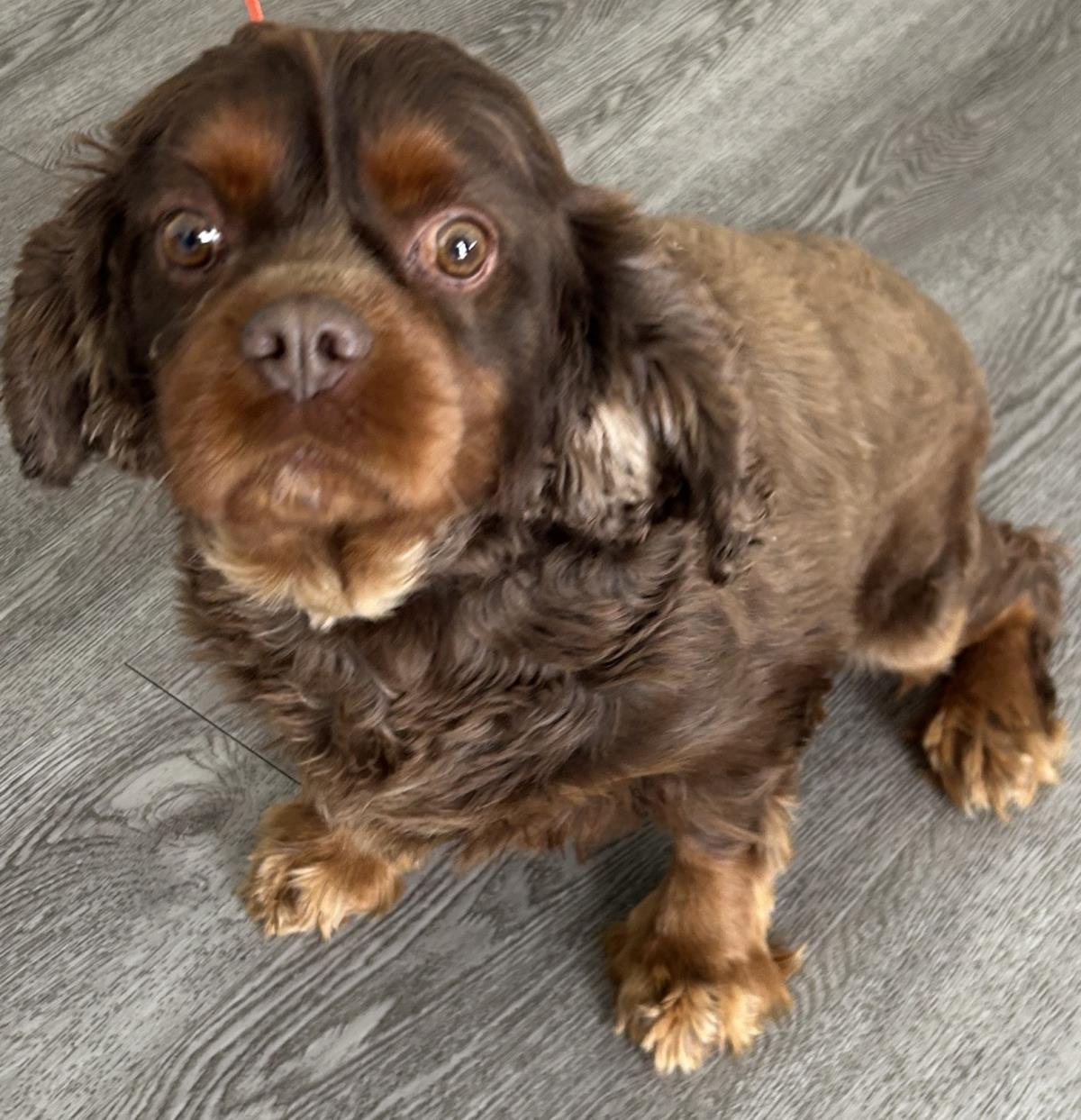 Buster, Adoptable, Adult Male Cavalier King Charles Spaniel.