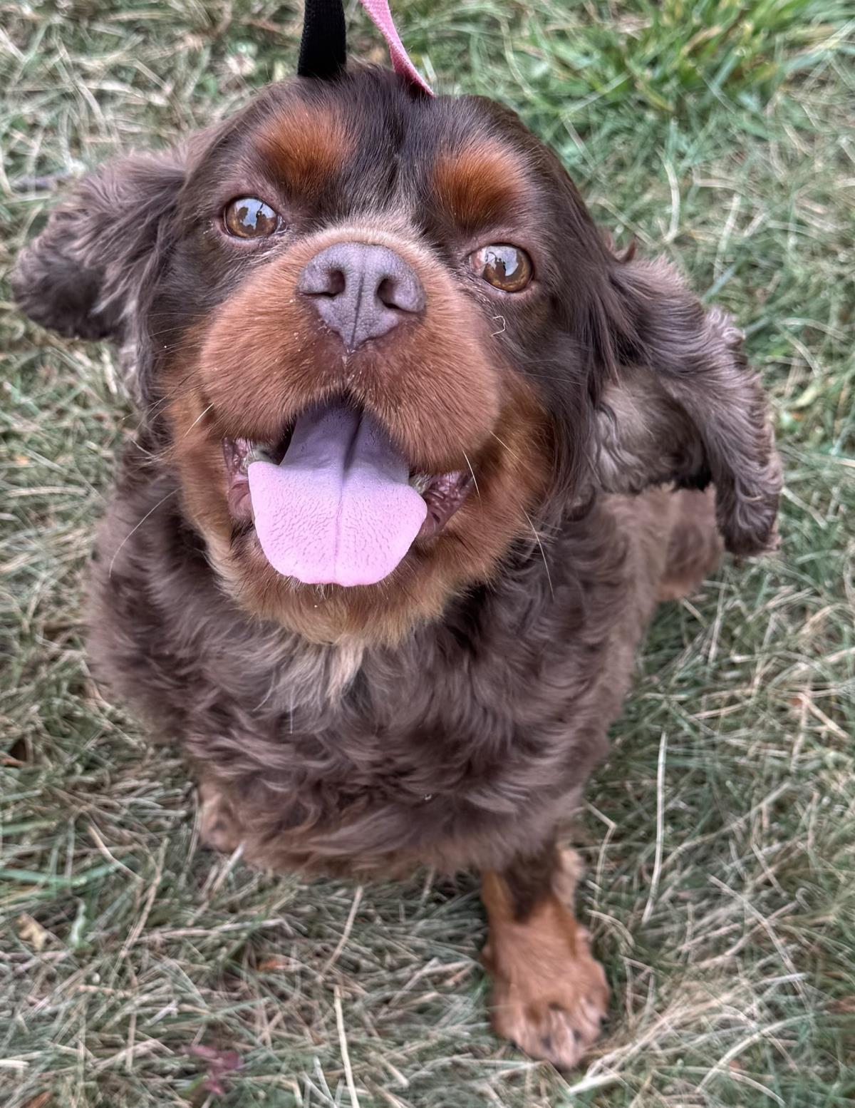 Enlarge Buster, a Adoptable Cavalier King Charles Spaniel in Westminster, MD image 2/3