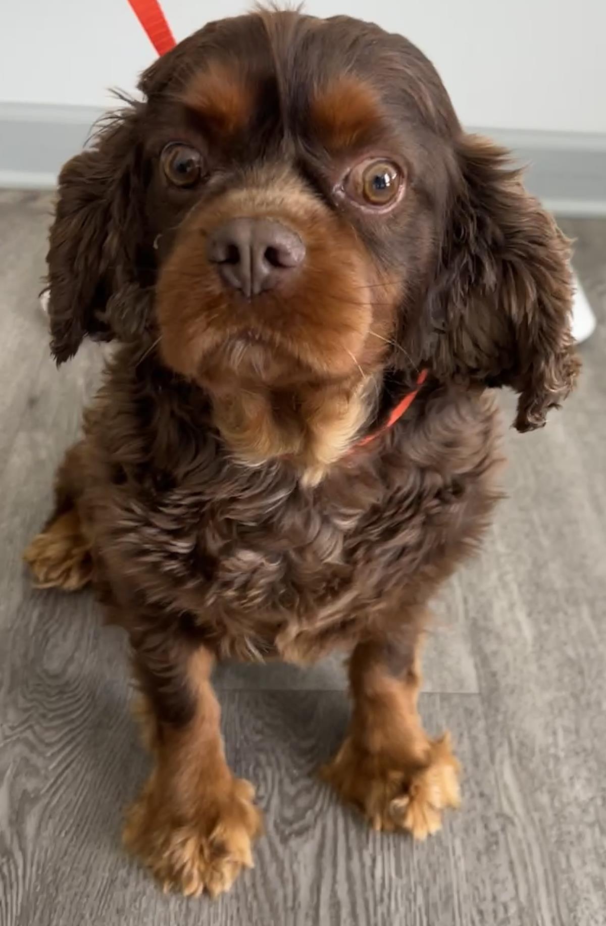 Enlarge Buster, a Adoptable Cavalier King Charles Spaniel in Westminster, MD image 3/3